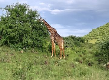 tanzania/masai-steppe/landmark/tsavo-west-national-park