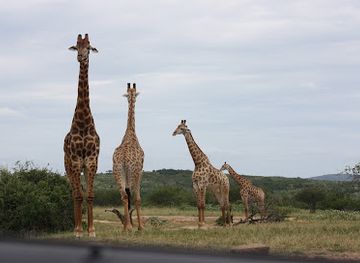 south-africa/hluhluwe-imfolozi-park/landmark/mpila-camp-hluhluwe-imfolozi-park-ezemvelo-kzn-wildlife