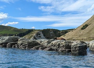 new-zealand/kaikoura/landmark/seal-kayak-kaikoura