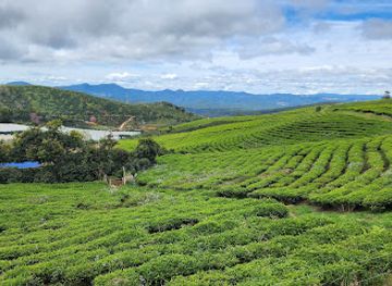 vietnam/da-lat/landmark/cau-dat-tea-village-dan-ng-hoi-xuan-truong-village