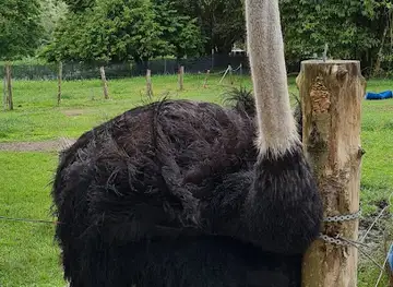 Jelita Ostrich Farm