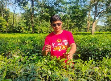 bangladesh/jaflong/landmark/jaflang-cha-bagan