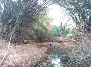 ghana/lake-volta/landmark/tafi-atome-monkey-sanctuary-and-cultural-village