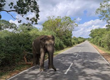 sri-lanka/yala-national-park/landmark/yala-cozy-safari-tours