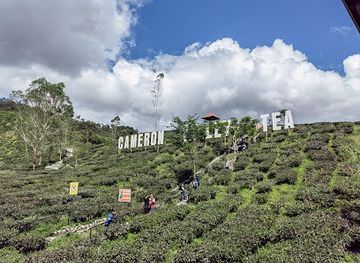 malaysia/cameron-highlands/landmark/cameron-adventurous-kuala-terla-tea-plantation