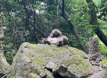 japan/yakushima/landmark/world-heritage-listed-coastal-road-with-wildlife