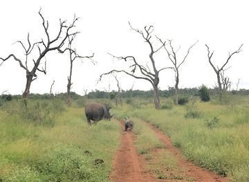 eswatini/mlilwane-wildlife-sanctuary/landmark/hlane-royal-national-park