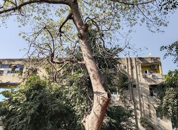 india/ahmedabad/landmark/baobab-rukhdo-tree