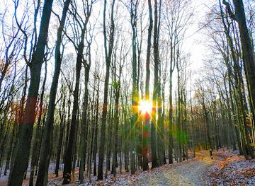 germany/saarland/landmark/urwald-vor-den-toren-der-stadt