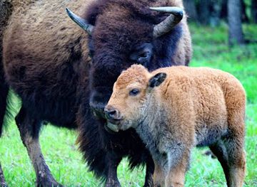 oklahoma/tulsa-metropolitan-area/landmark/woolaroc-museum-wildlife-preserve