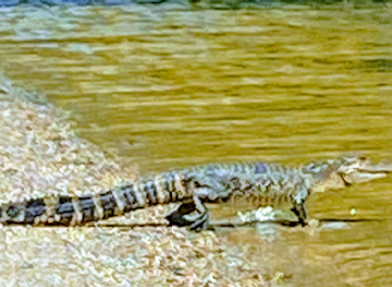 louisiana/acadiana/landmark/swamp-tours-of-acadiana