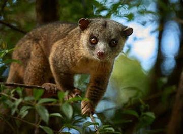 costa-rica/monteverde/landmark/monteverde-night-tour