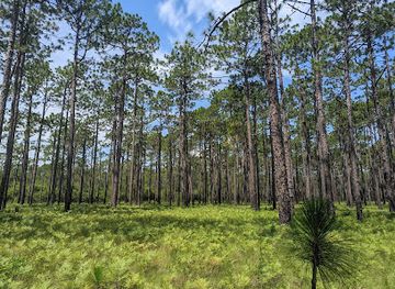 north-carolina/cape-fear-coast/landmark/green-swamp-preserve