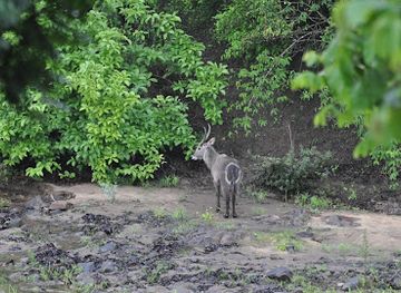 malawi/northern-region/landmark/kachenga-bush-camp