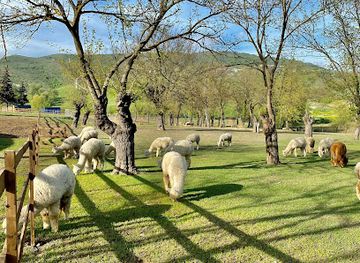 azerbaijan/shamakhi/landmark/alpaca-azerbaijan