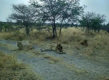 Central Kalahari Game Reserve