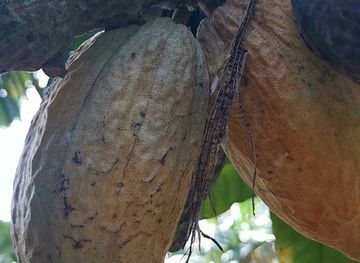 philippines/davao-city/buhangin-district/landmark/buhangin-davao