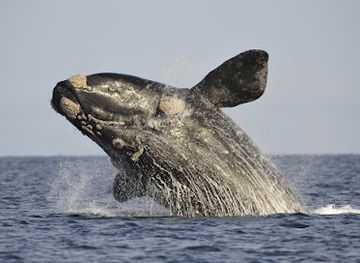 argentina/atlantic-patagonia/landmark/categoria-patagonia