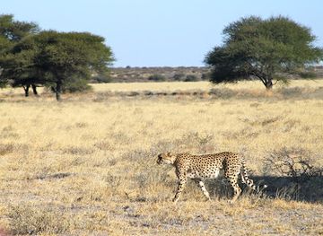 botswana/kgalagadi-transfrontier-park/landmark/central-kalahari-game-reserve