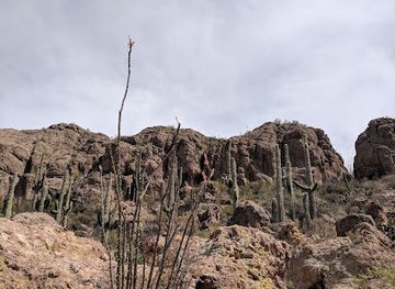 arizona/gila-county/landmark/boyce-thompson-arboretum