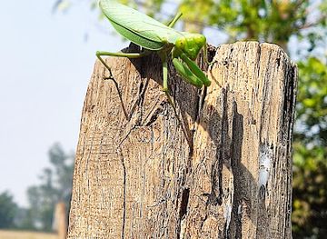 american-samoa/manu-a-islands/landmark/tau