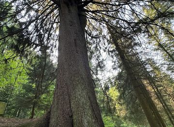 austria/waldviertel/landmark/riesenfichte