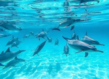 egypt/marsa-alam/landmark/shaab-samadai-dolphin-house