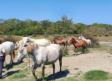 france/camargue/landmark/house-cheval-camargue