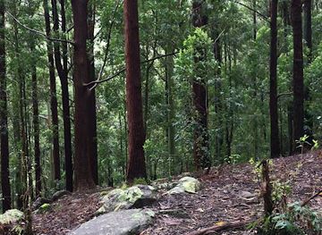 sri-lanka/horton-plains-national-park/landmark/welimada-range-forest