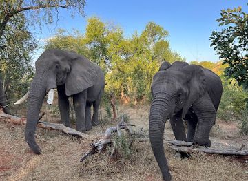 zambia/victoria-falls/landmark/wild-horizons-elephant-sanctuary