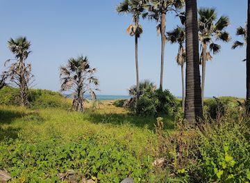 the-gambia/tendaba-camp/landmark/bijilo-national-park