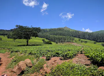 Satemwa Tea&Coffee Estate