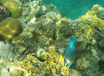 israel/red-sea-coral-reef/landmark/migdalor-beach