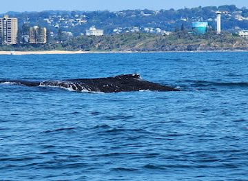 australia/sunshine-coast/landmark/adventure-rafting
