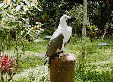 Philippine Eagle Center