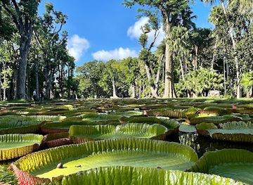 mauritius/pamplemousses-botanical-garden/landmark/pamplemousses-garden