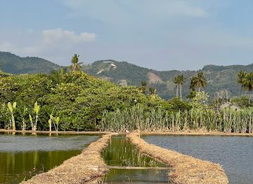 malaysia/penang-island/landmark/balik-pulau-paddy-field