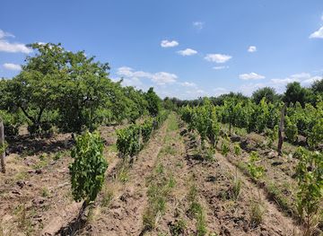 argentina/cuyo/landmark/cecchin-family-winery