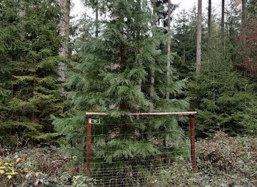 germany/taunus/landmark/mammutbaum