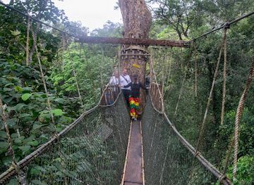 malaysia/taman-negara-national-park/landmark/canopy-walkway-kuala-tahan-national-park