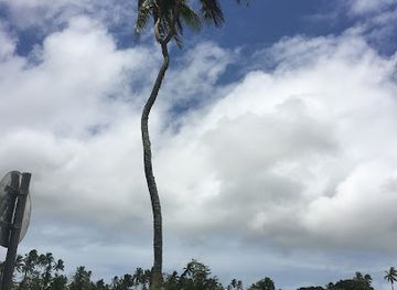 tonga/kapa-island/landmark/3-headed-coconut