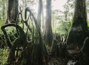 north-carolina/cape-fear/landmark/black-river-forest-preserve