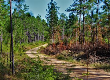 mississippi/desoto-national-forest/landmark/de-soto-national-forest