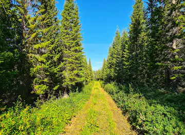 Hallormsstaður Forest
