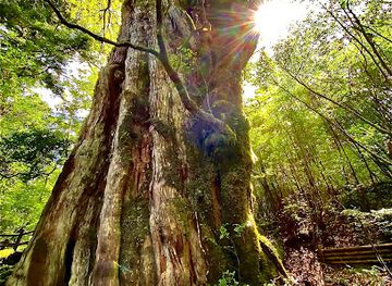 japan/yakushima/landmark/kigensugi-cedar
