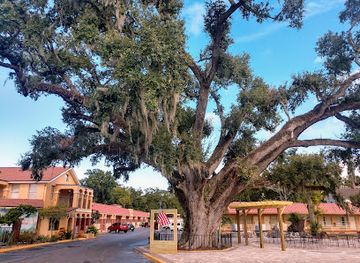 florida/st-augustine/landmark/the-old-senator-tree