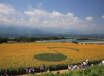 japan/yamanashi/landmark/akeno-sunflower-field