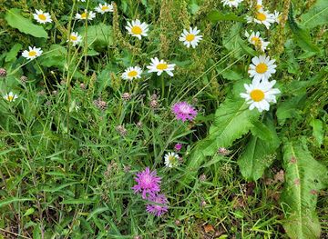 germany/westerwald/landmark/neue-wilhelms-hutte