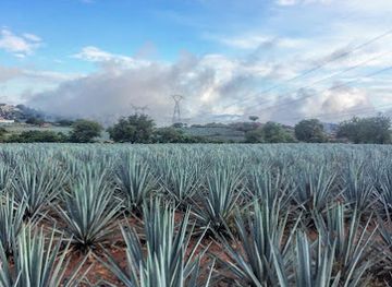 mexico/tequila-valley/landmark/campos-de-agave