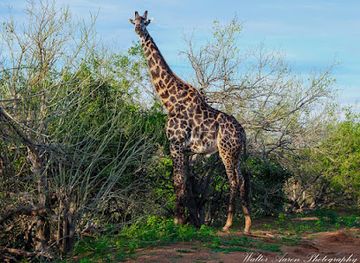 zambia/livingstone/landmark/chris-travel-and-tours
